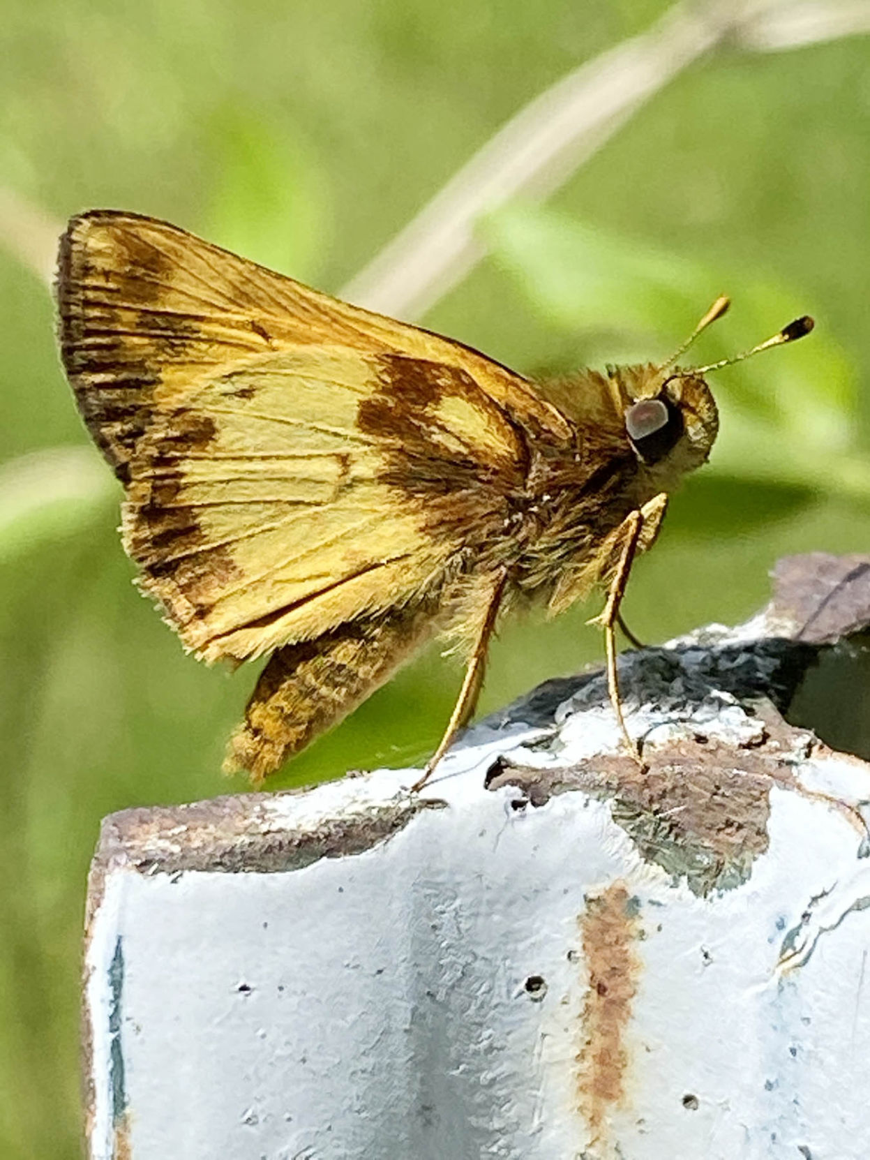 NN10 - Male Zabulon Skipper